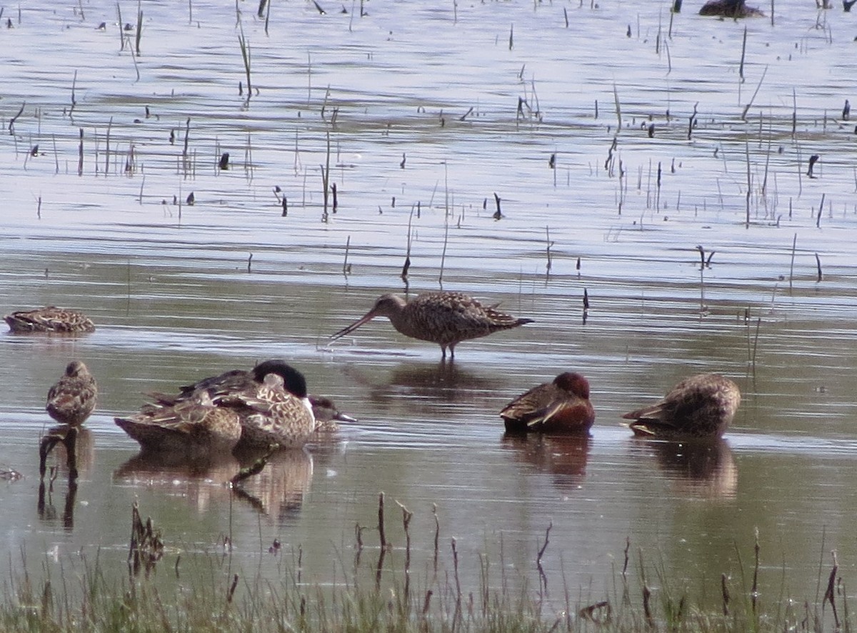 Hudsonian Godwit - ML617579119