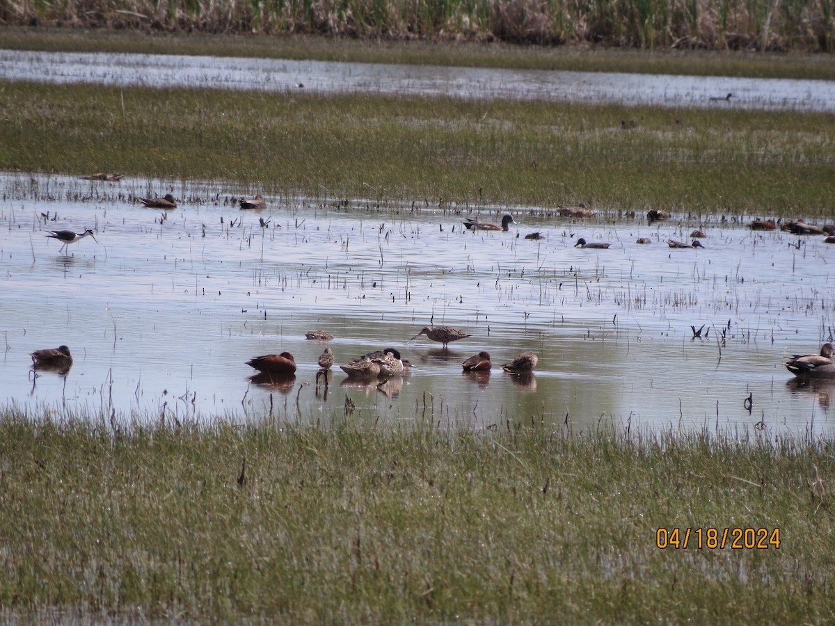 Hudsonian Godwit - ML617579162