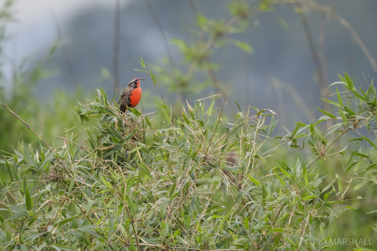 Long-tailed Meadowlark - ML617579198