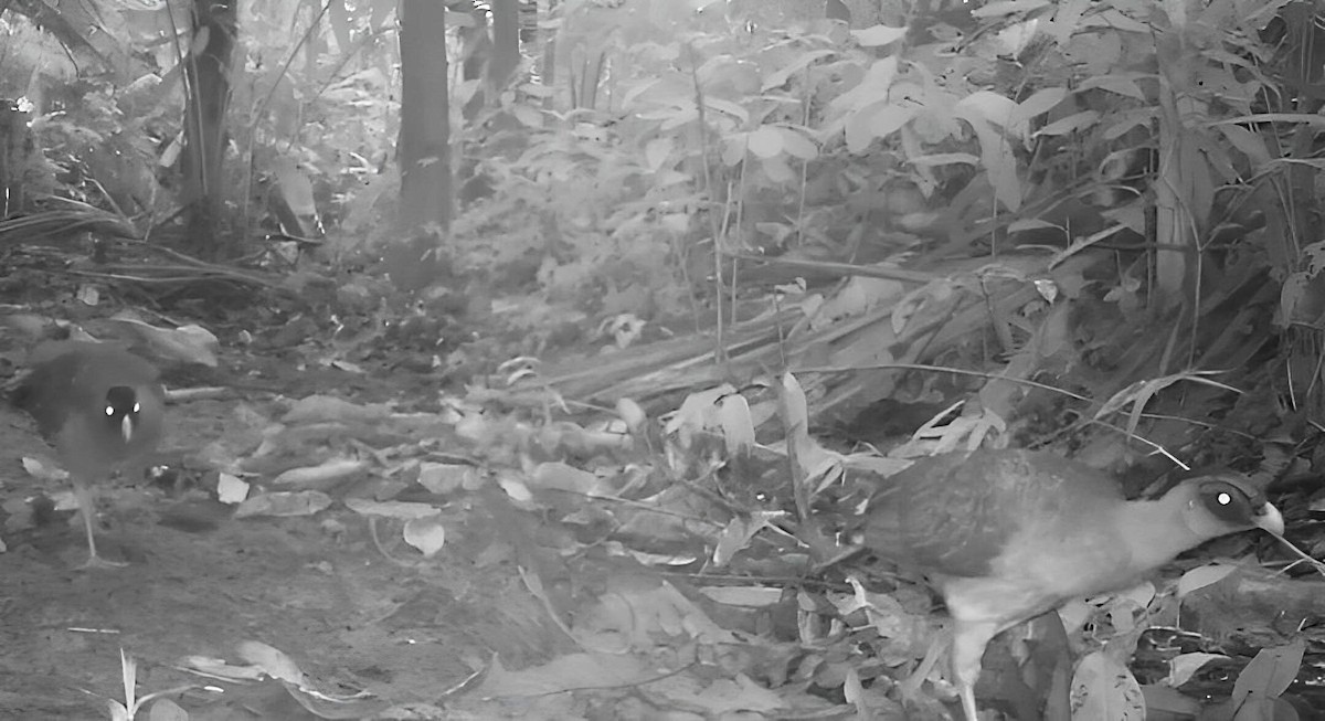 カンムリホウカンチョウ - ML617579209