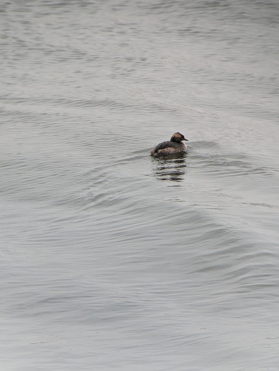 Horned Grebe - ML617579277