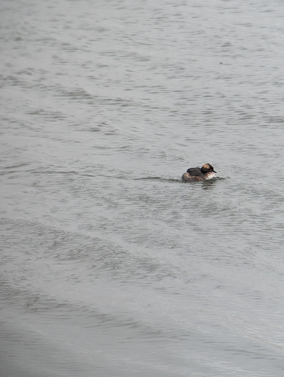 Horned Grebe - ML617579280