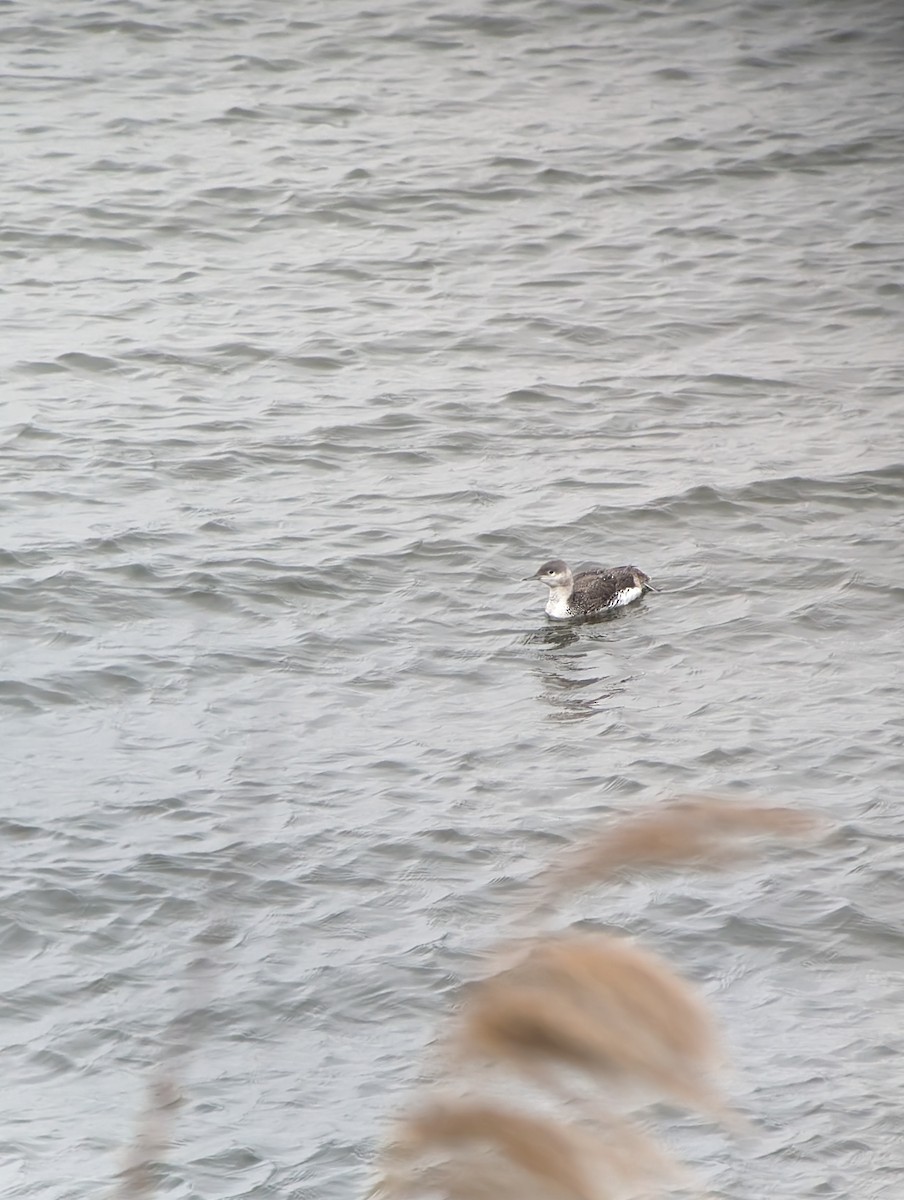 Red-throated Loon - ML617579297