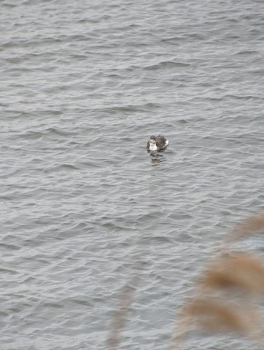 Red-throated Loon - ML617579298