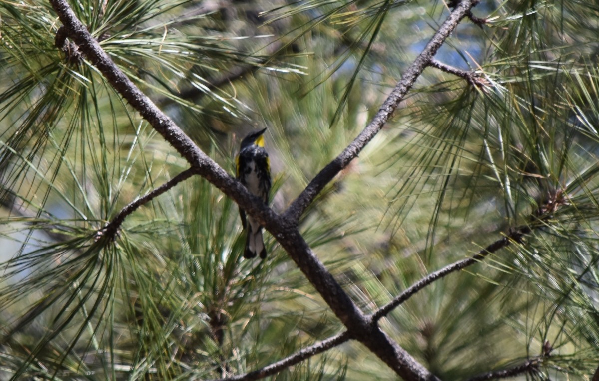 Yellow-rumped Warbler (Audubon's) - Steve Nord