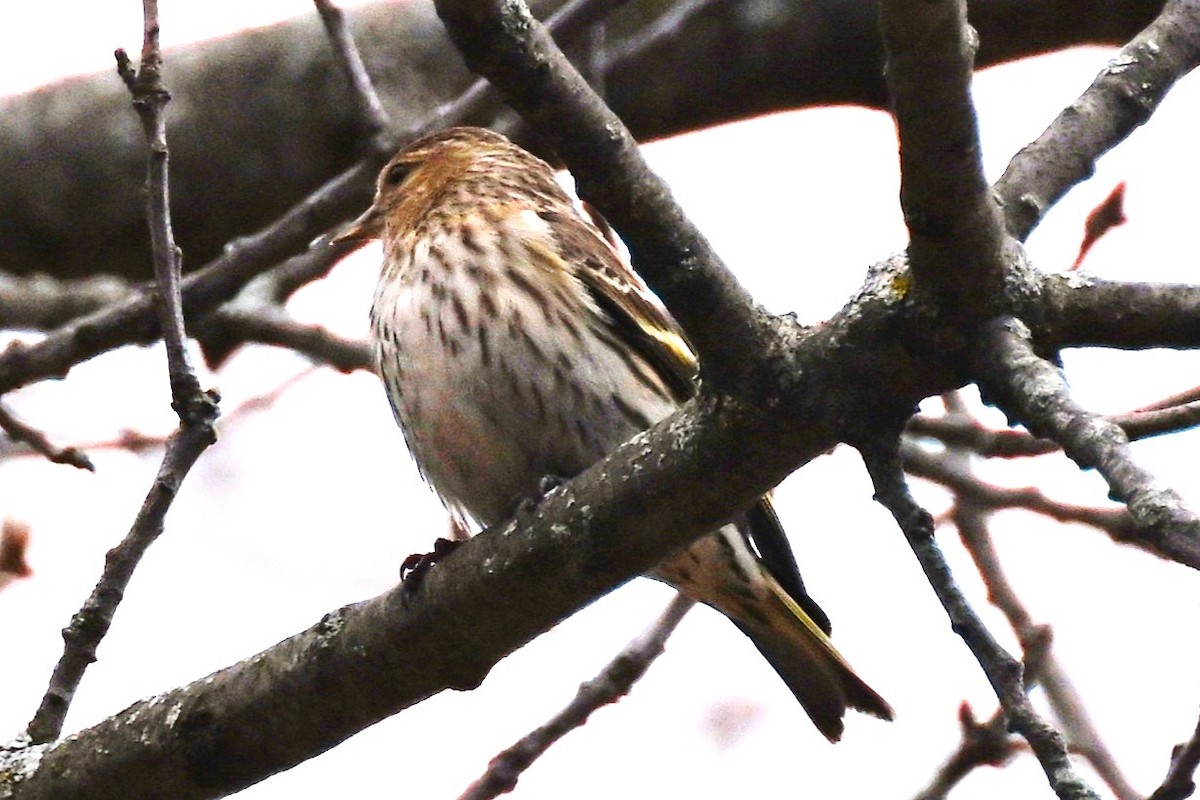 Pine Siskin - Donald Taylor