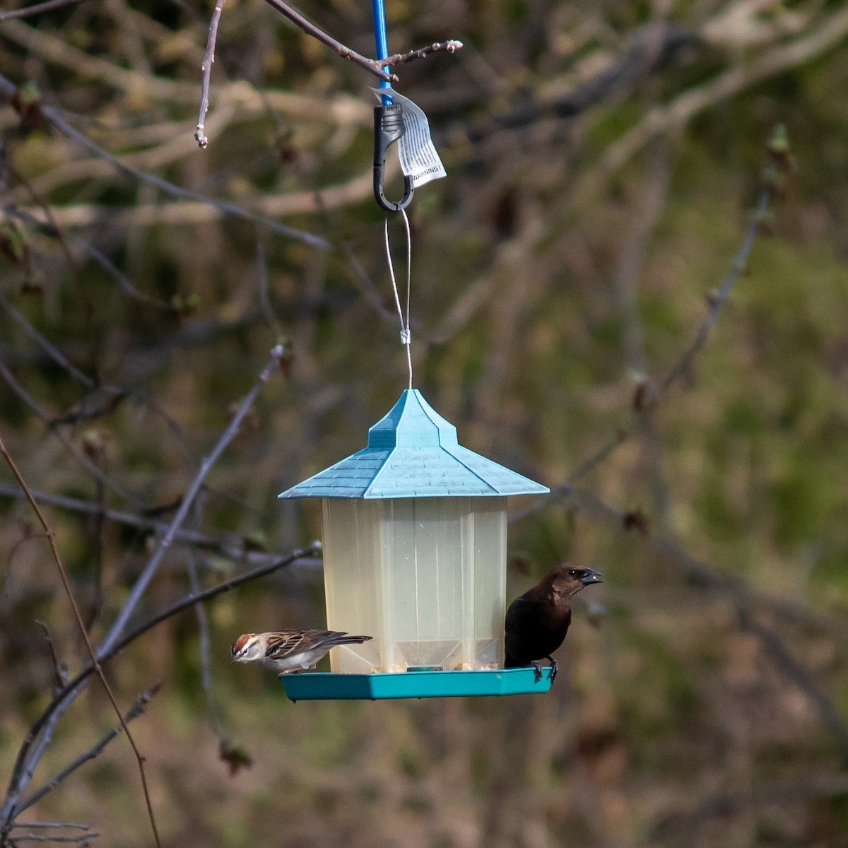 Brown-headed Cowbird - ML617579354