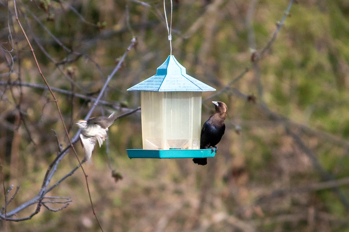 Brown-headed Cowbird - ML617579355