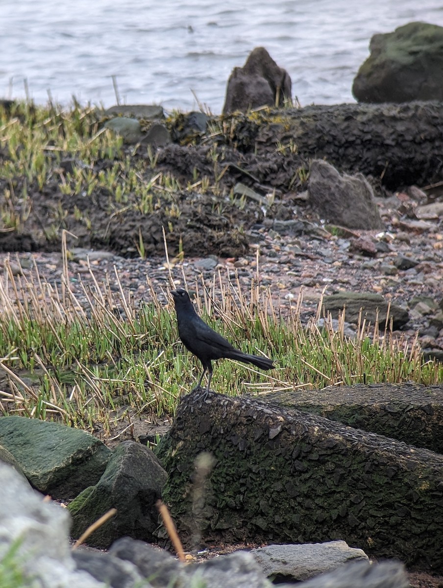 Boat-tailed Grackle - ML617579357