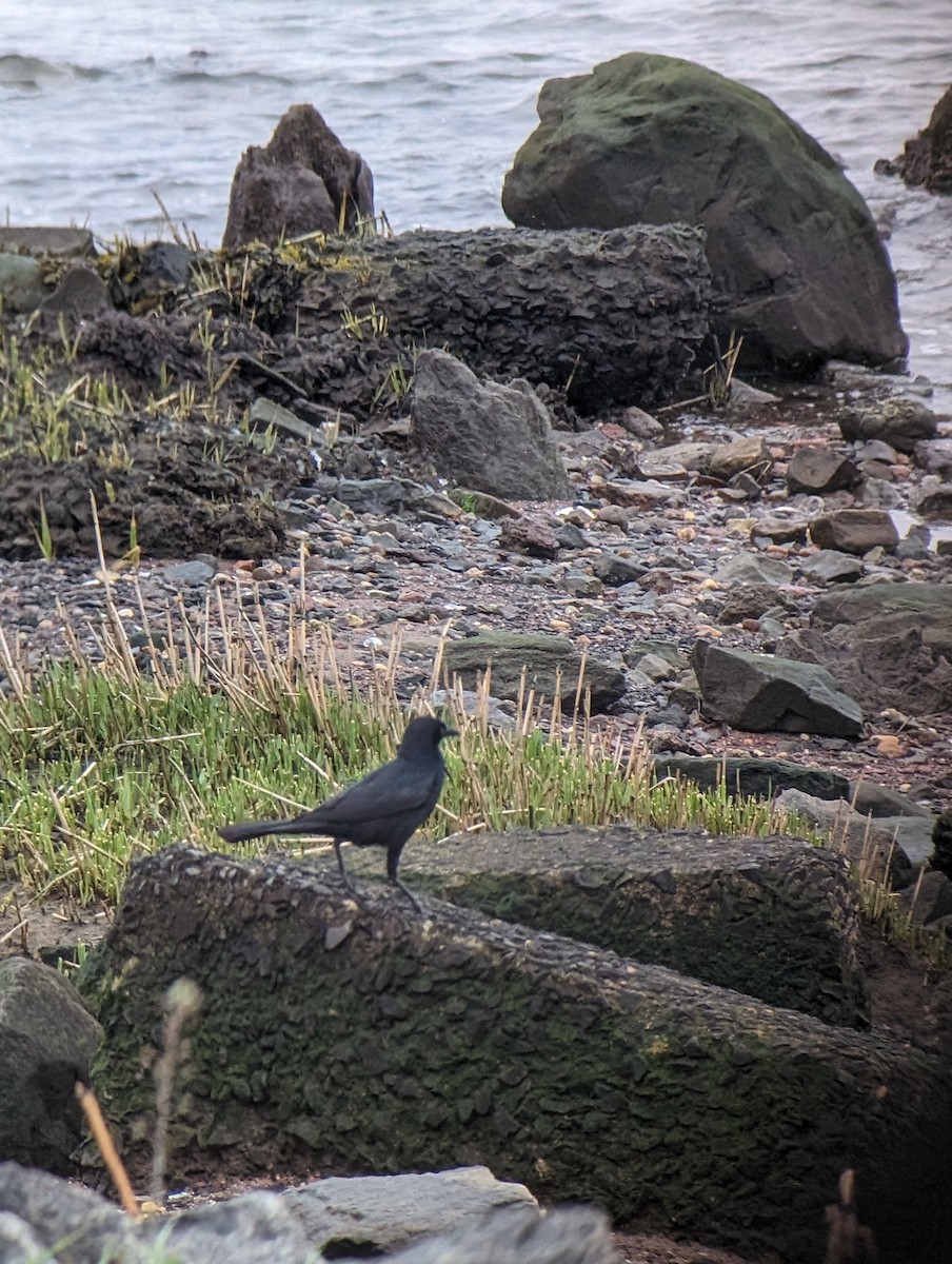 Boat-tailed Grackle - Carolyn Rubinfeld 🦆