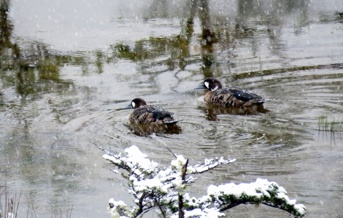 Spectacled Duck - ML617579375