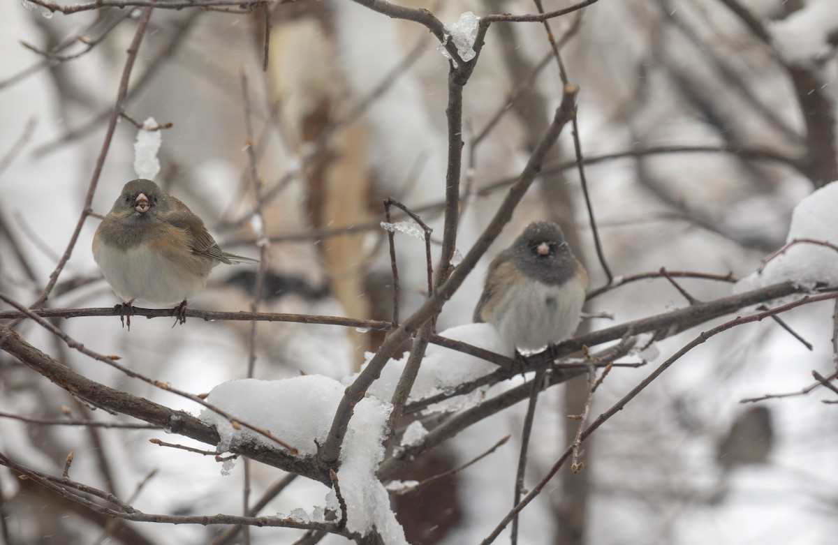 Dark-eyed Junco (Oregon) - Anonymous