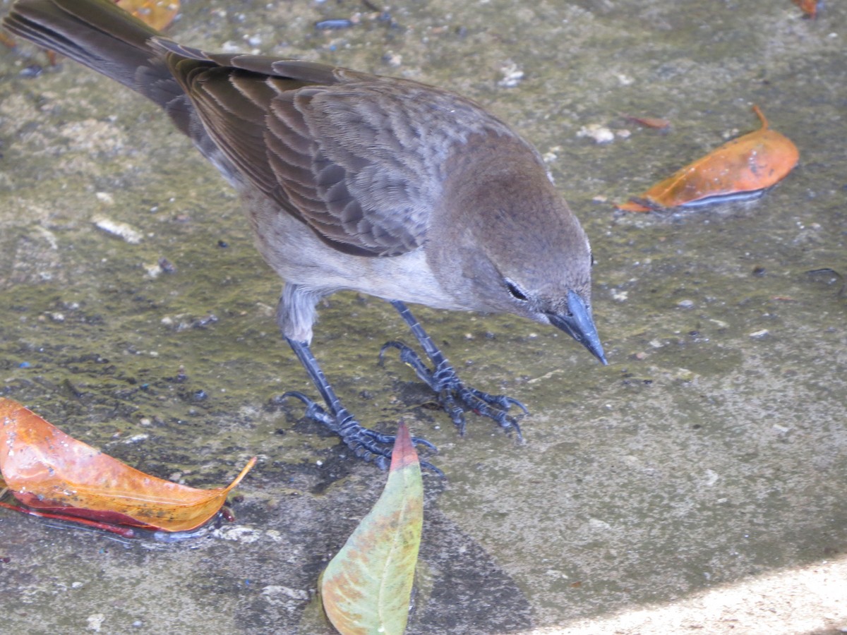 Shiny Cowbird - Philip Nearing