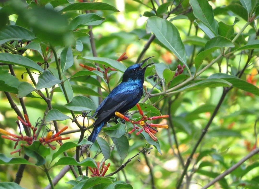 Purple Sunbird - Swansy Afonso