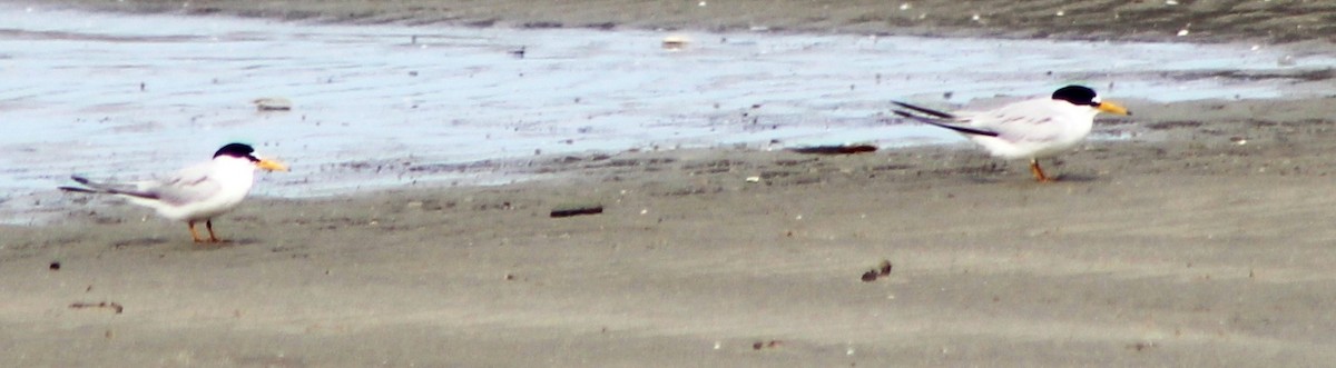 Least Tern - Joe and Amy Taylor