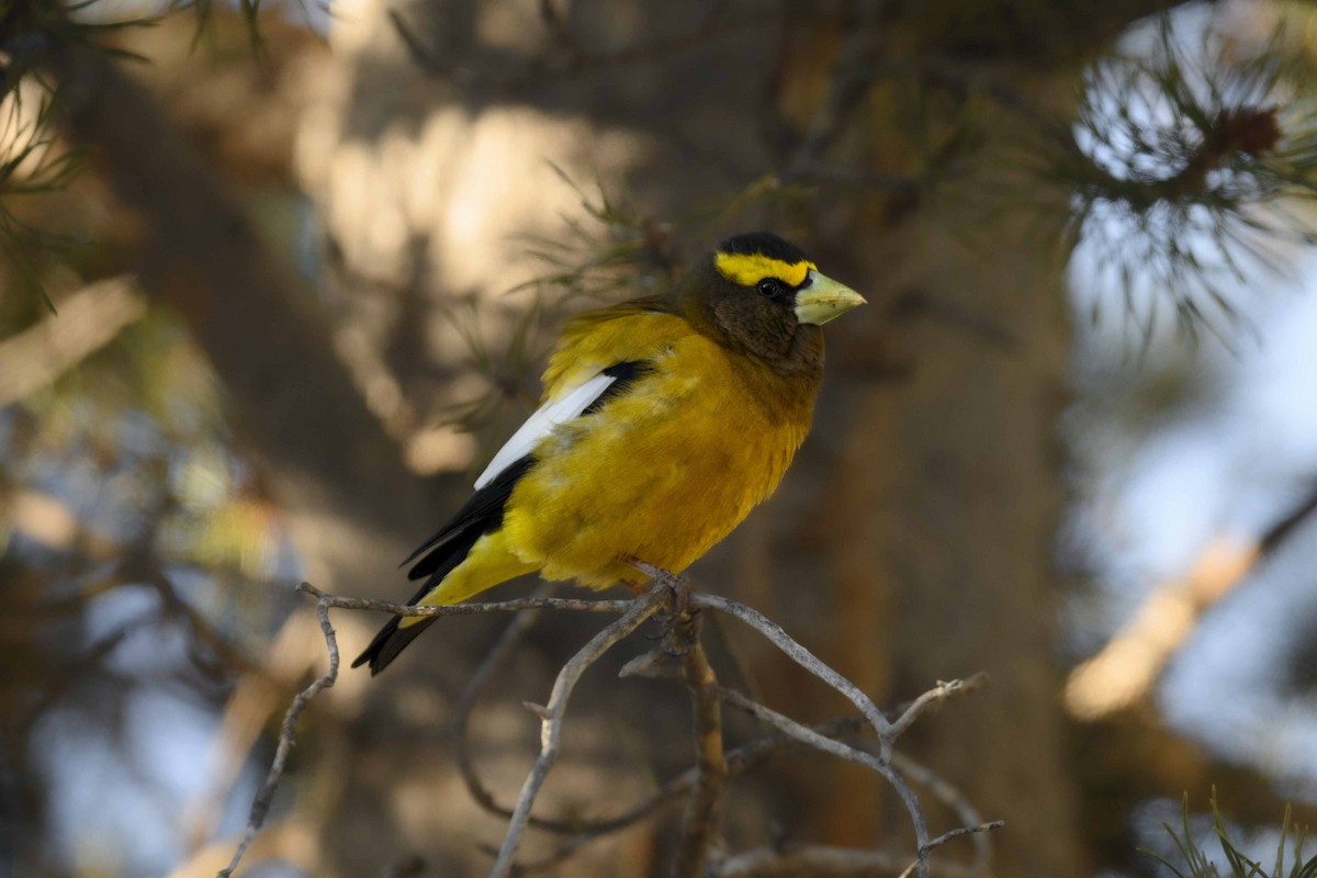 Evening Grosbeak - ML617579427