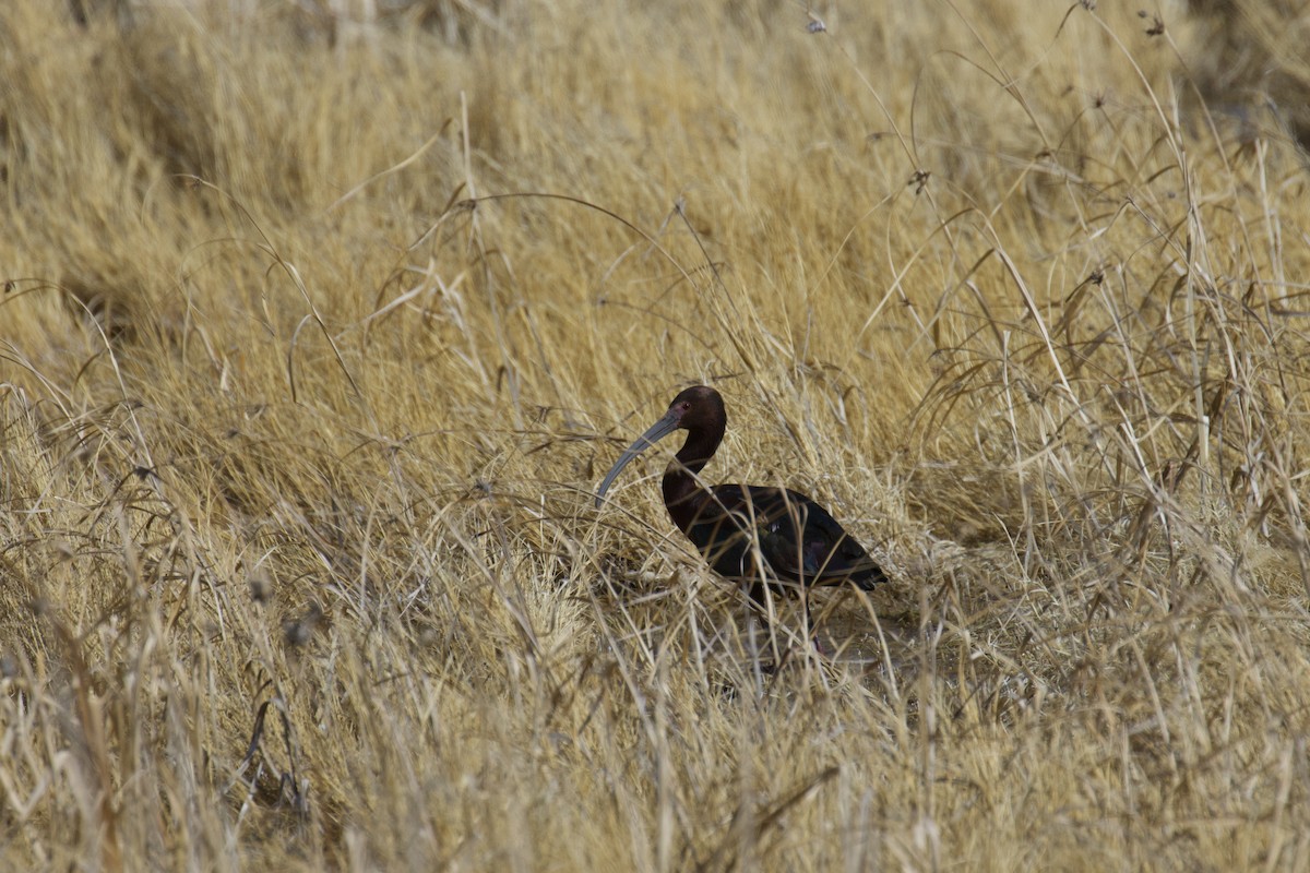 Ibis à face blanche - ML617579471