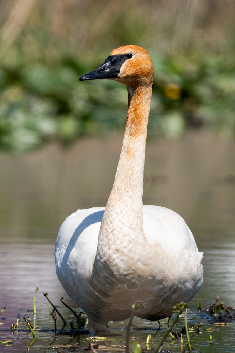 Trumpeter Swan - ML617579520