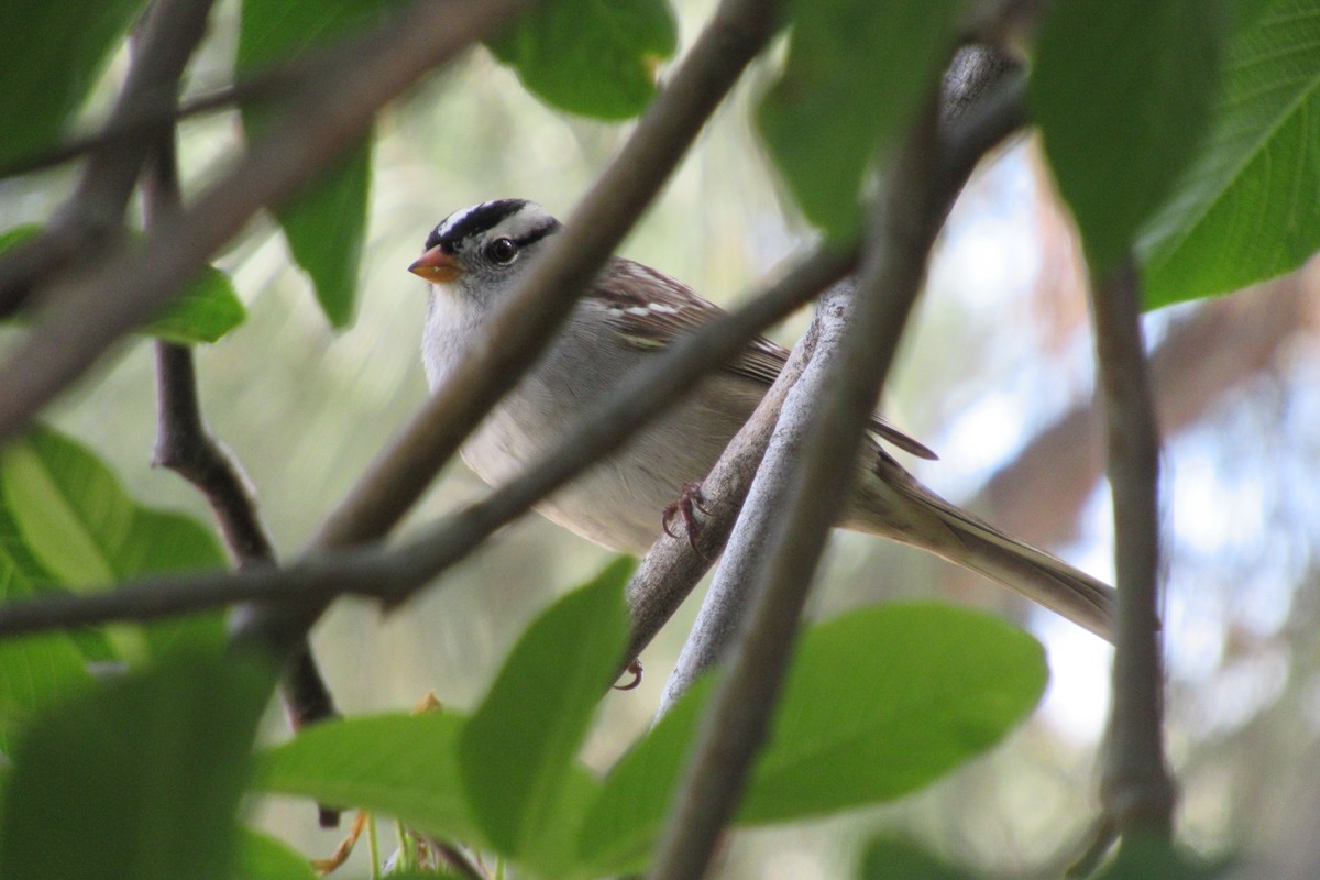 White-crowned Sparrow - ML617579563
