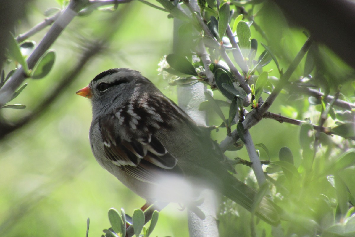 White-crowned Sparrow - ML617579564