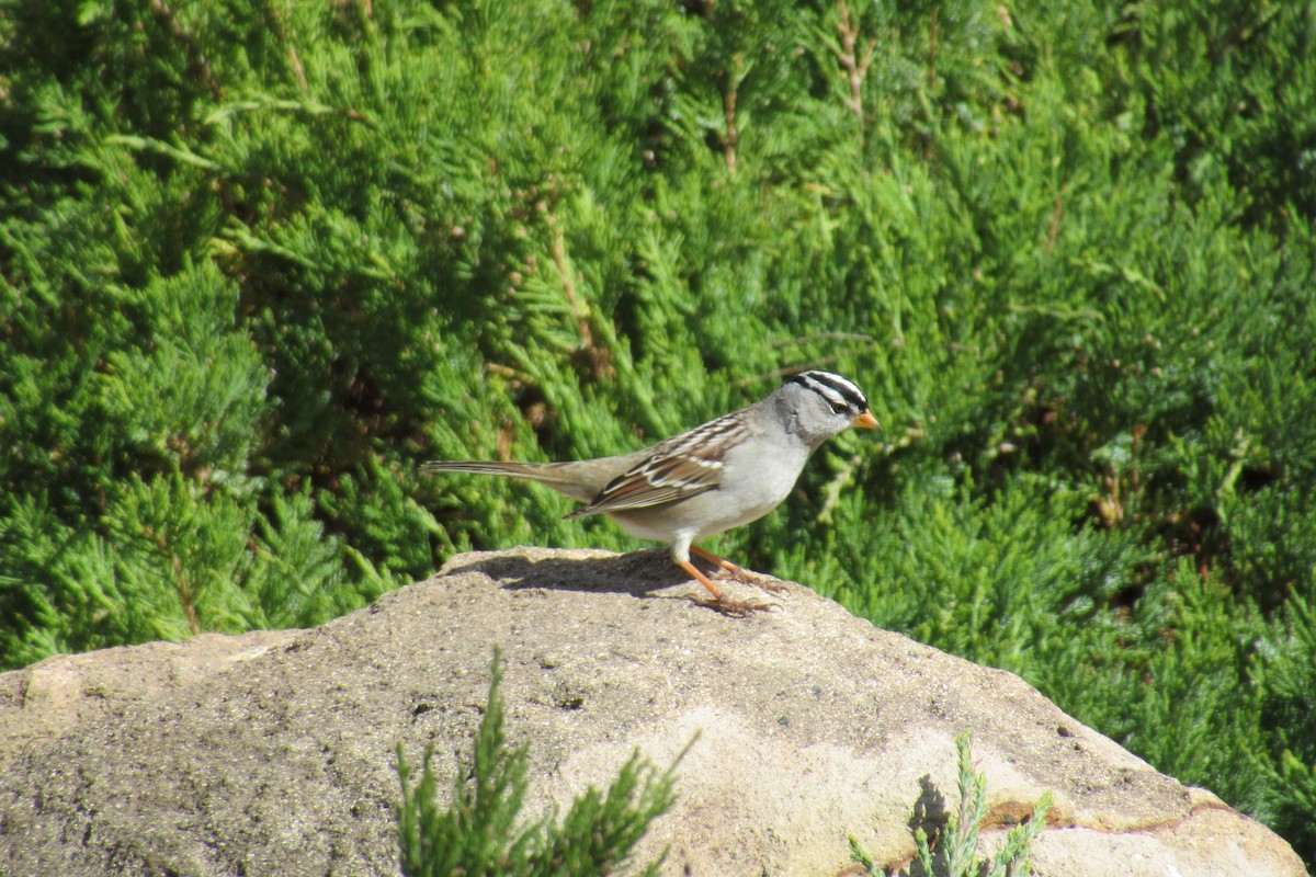 White-crowned Sparrow - ML617579566