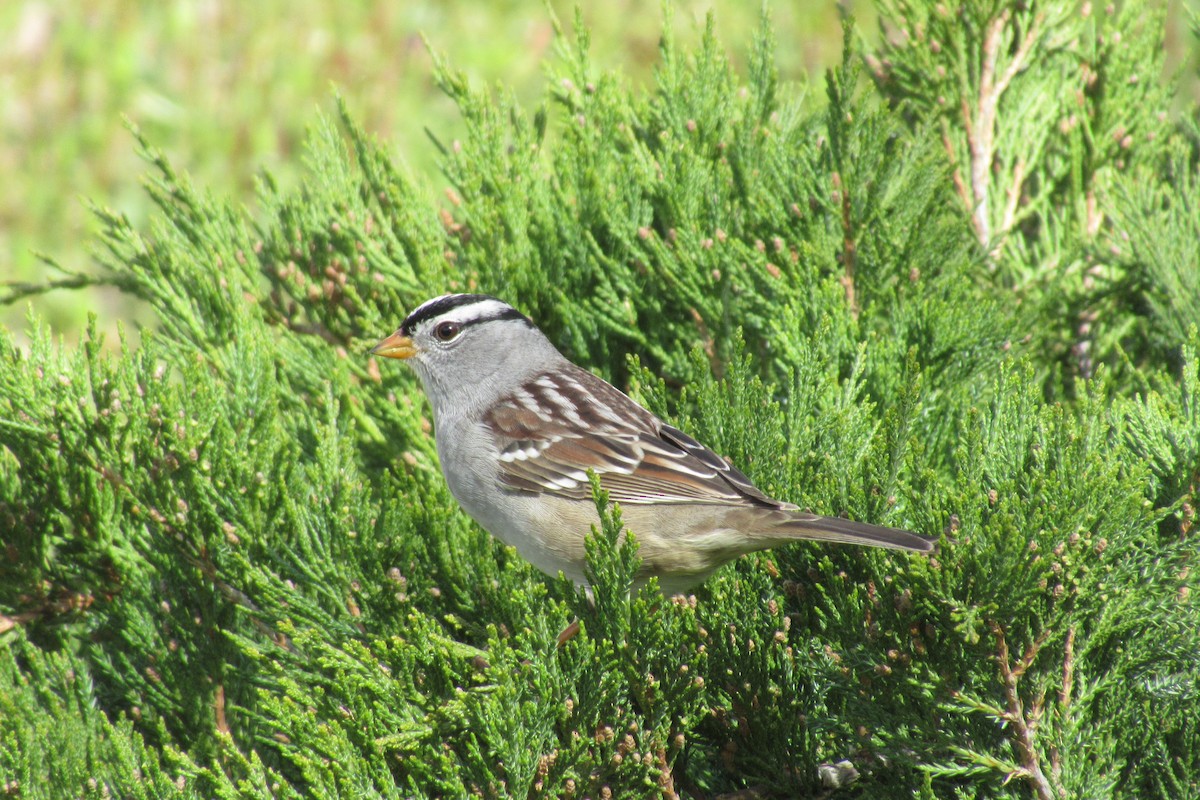 White-crowned Sparrow - ML617579568