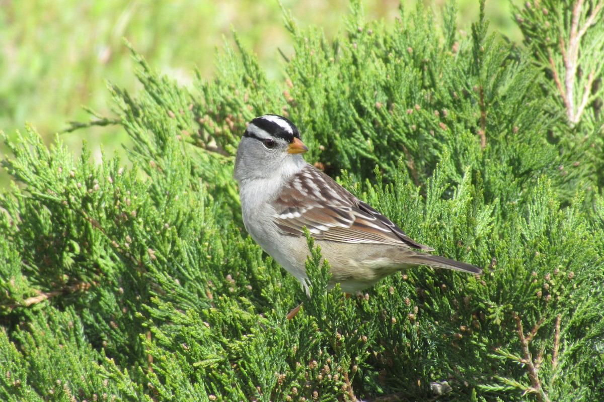 White-crowned Sparrow - ML617579569