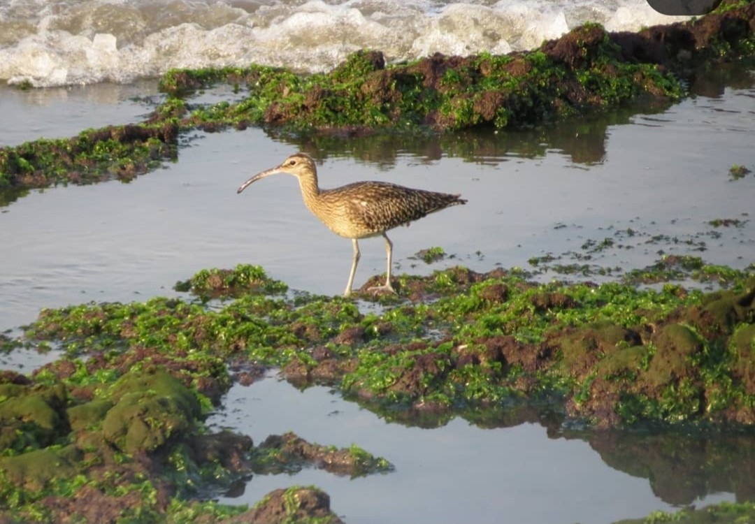 Whimbrel - ML617579582