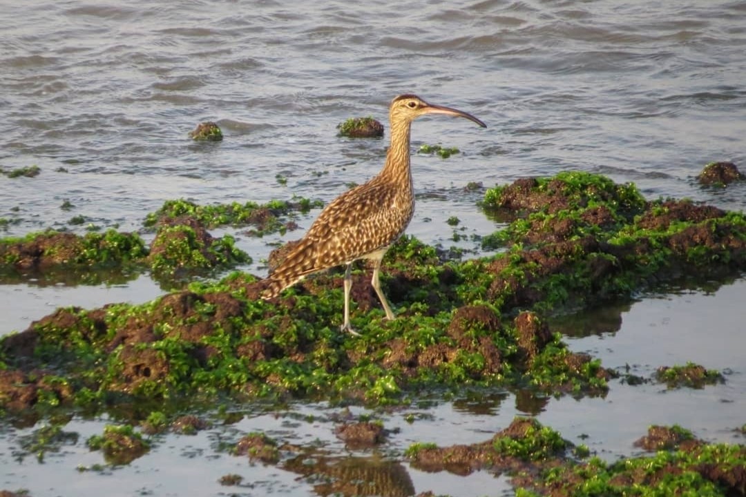 Whimbrel - ML617579583