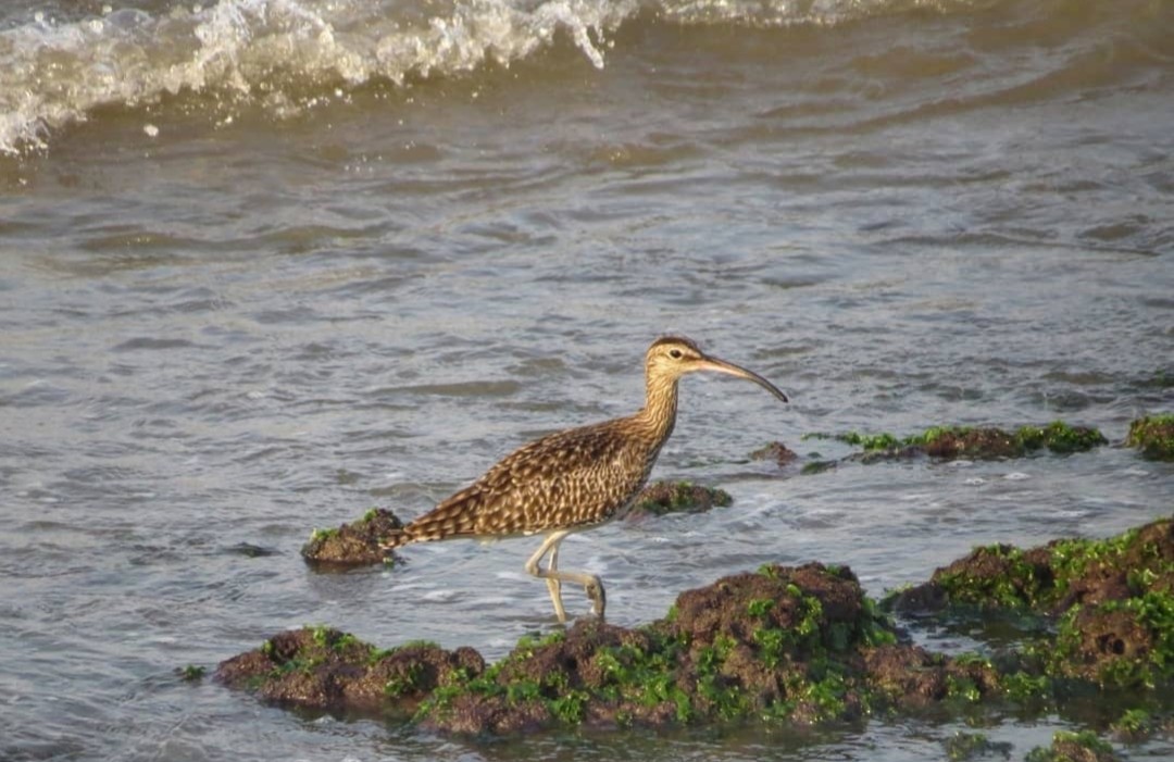 Whimbrel - ML617579584