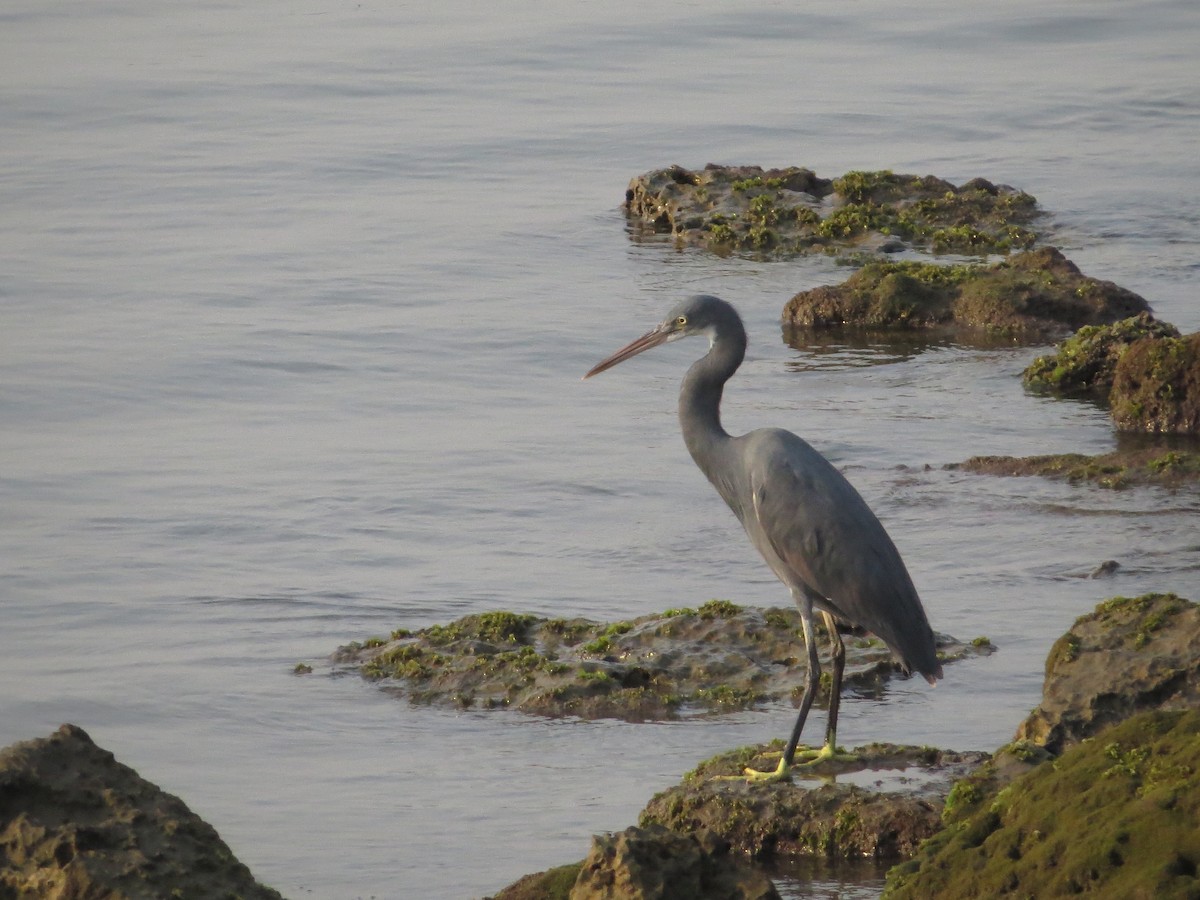 Western Reef-Heron - ML617579605