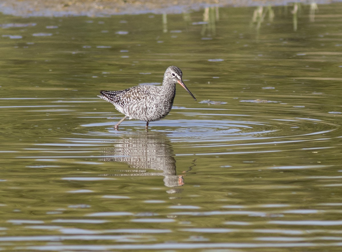 Spotted Redshank - José A. Campos