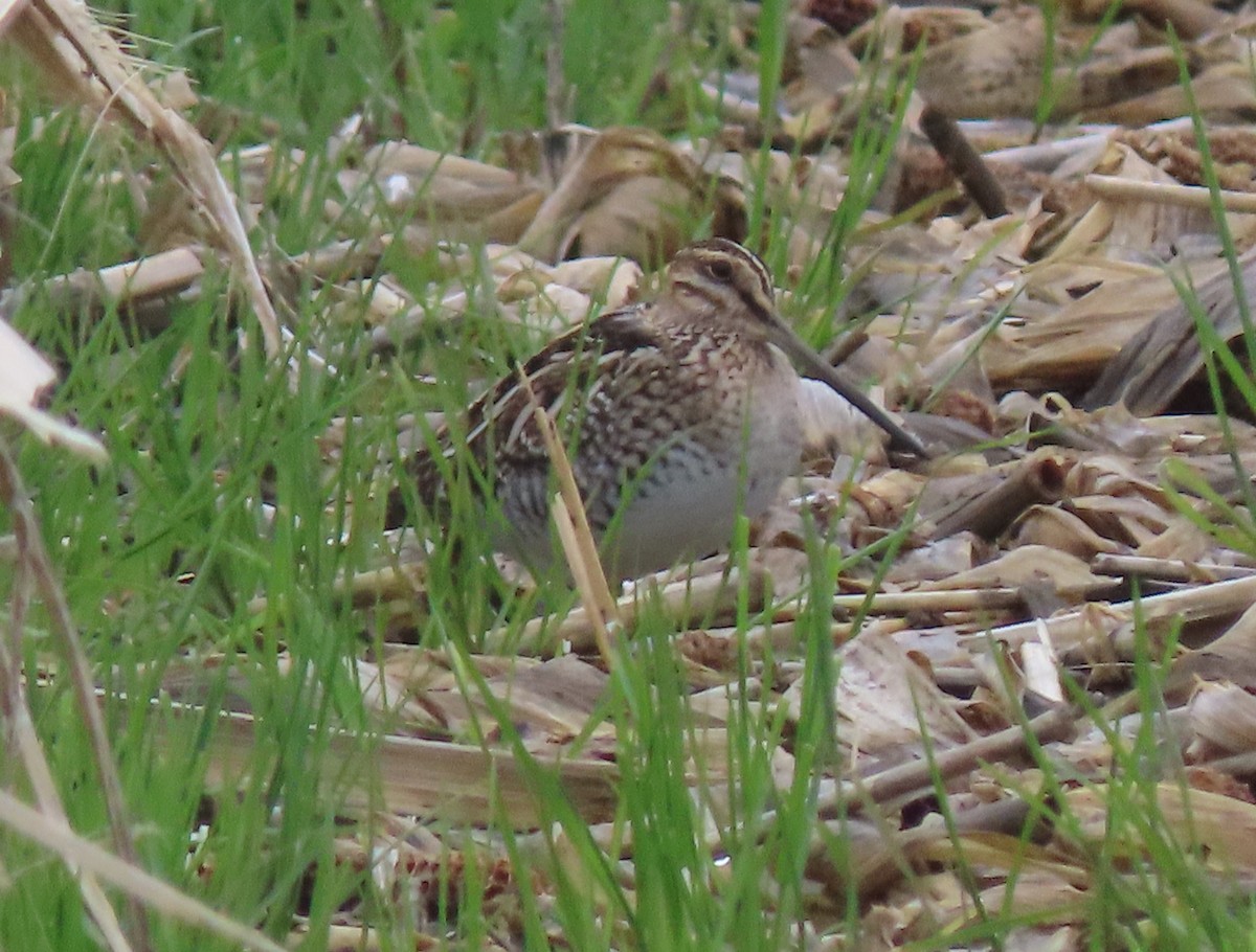 Wilson's Snipe - Alan Boyd