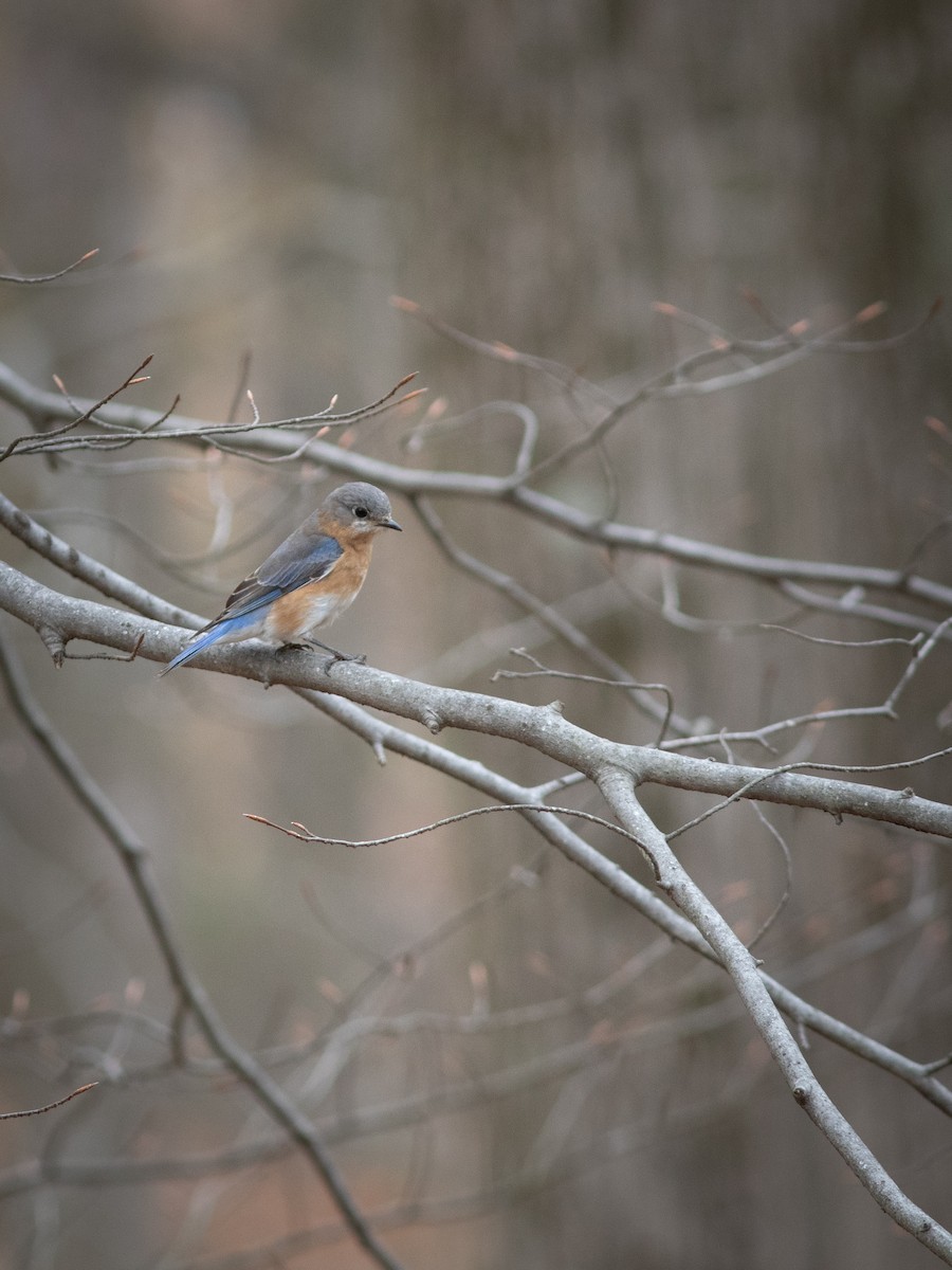 Eastern Bluebird - ML617579715