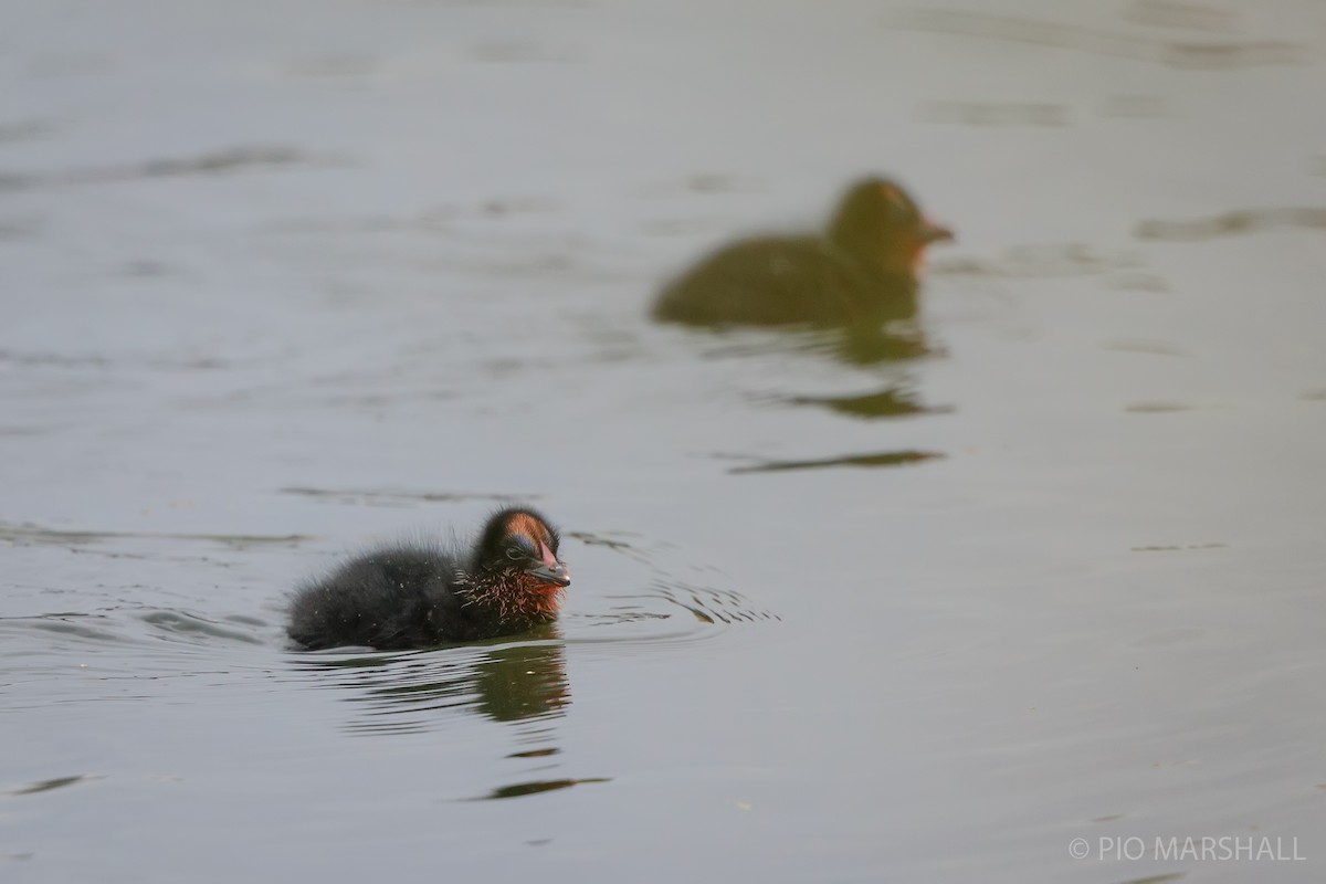 Red-gartered Coot - Pio Marshall