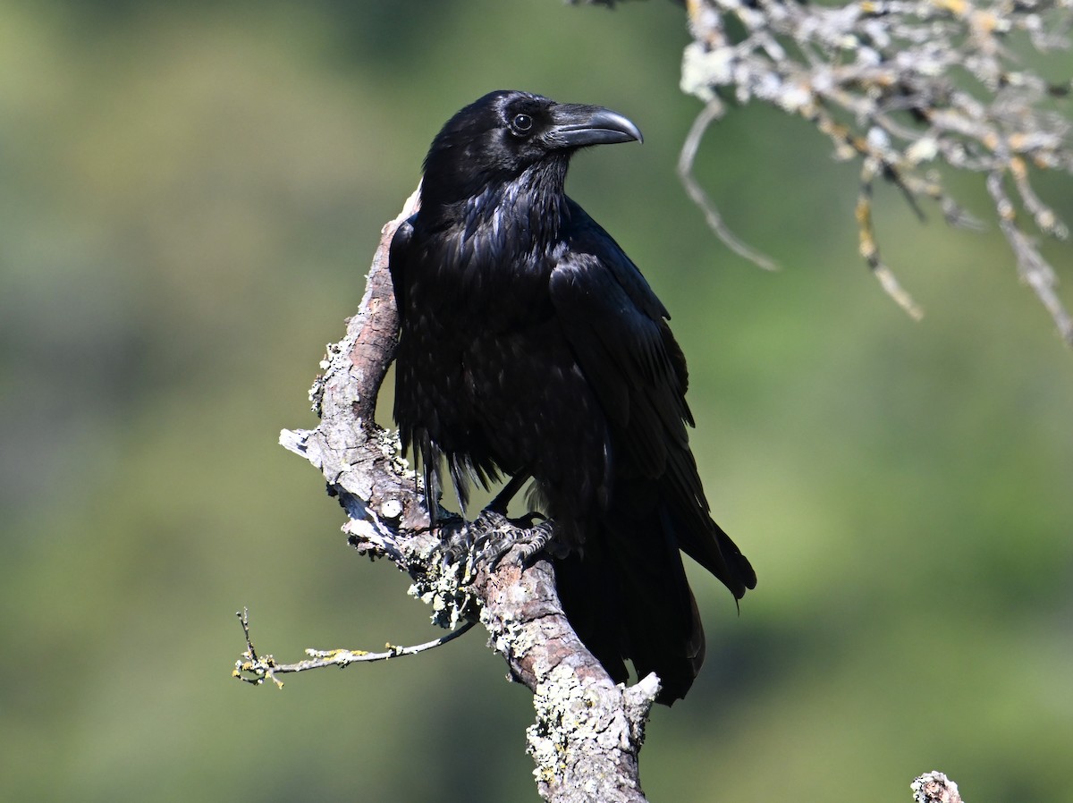 Common Raven - ML617579775