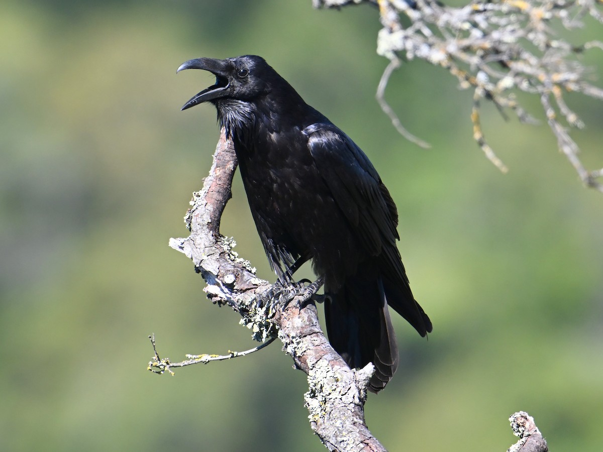 Common Raven - ML617579779