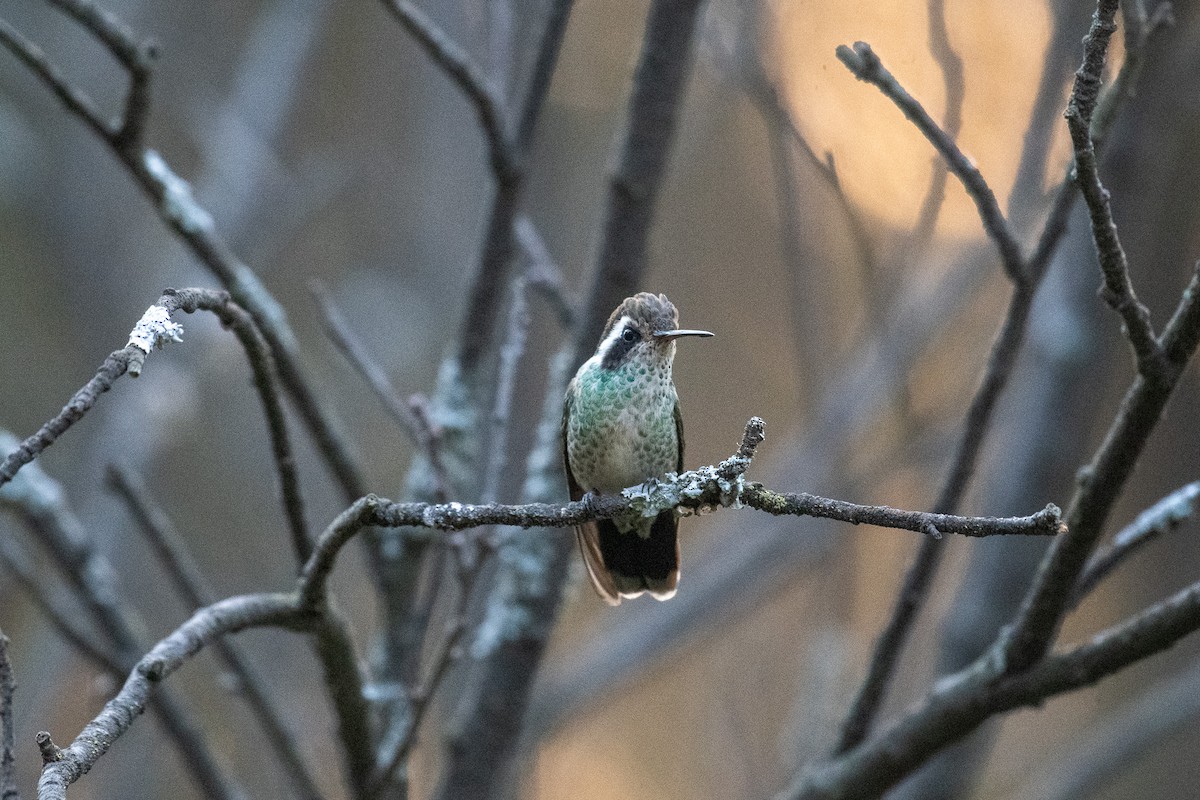 White-eared Hummingbird - ML617579793
