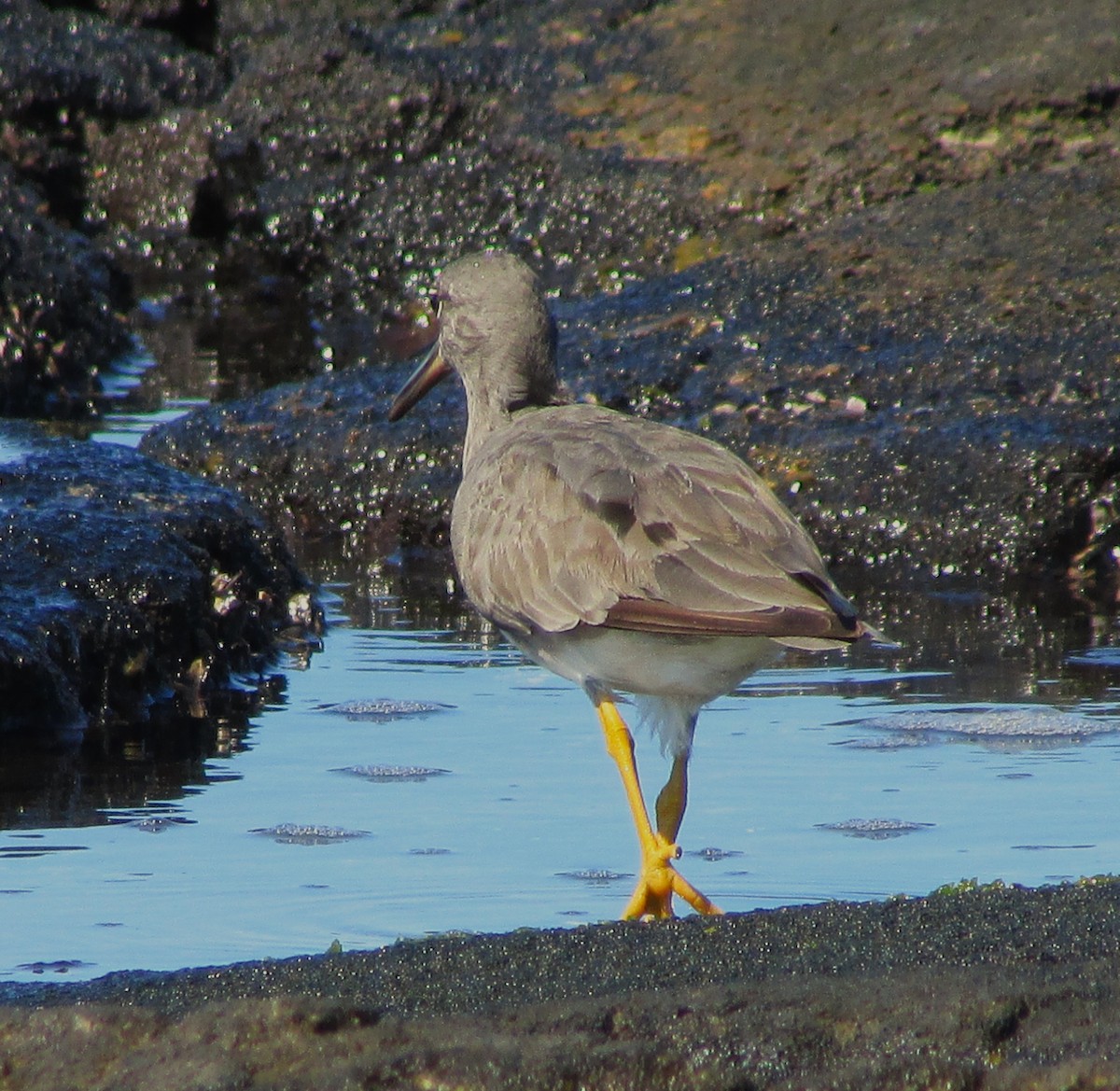 Wanderwasserläufer - ML617579799