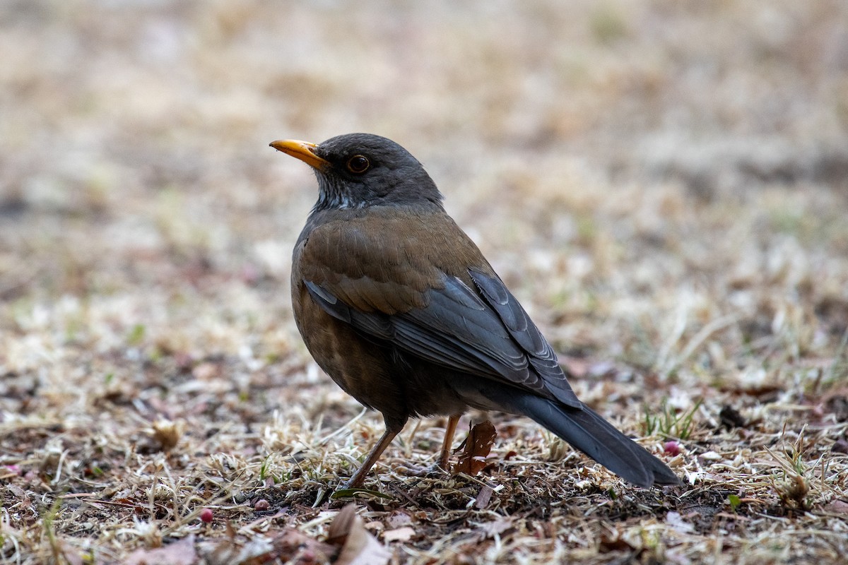 Rufous-backed Robin - ML617579808