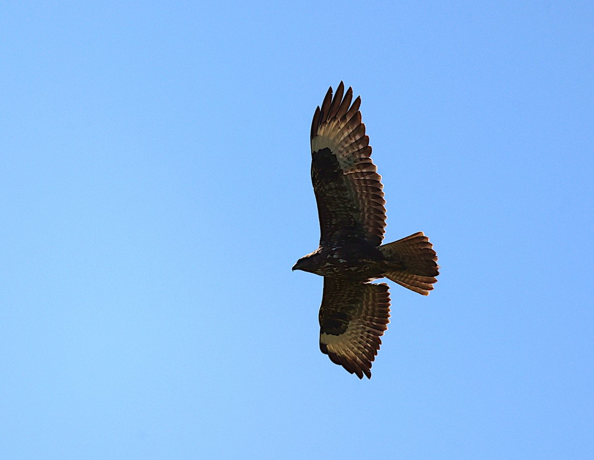 Common Buzzard - ML617579809