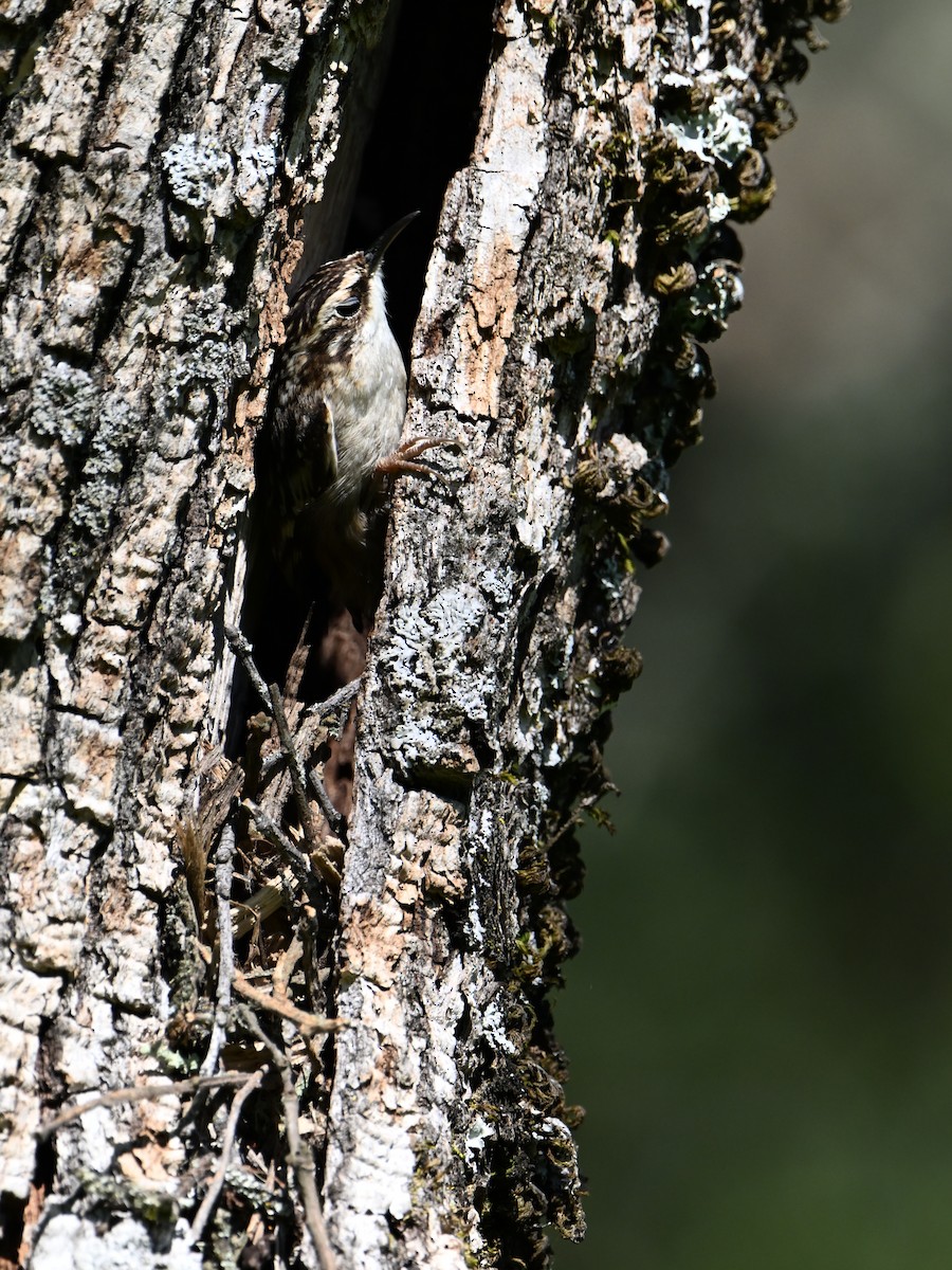 Brown Creeper - ML617579811