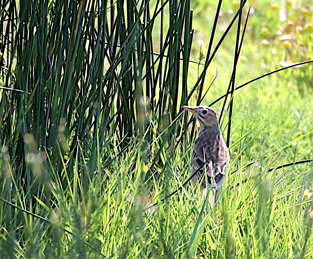 Richard's Pipit - ML617579824