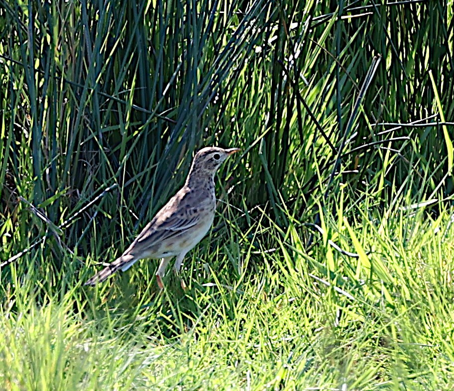 Richard's Pipit - ML617579829