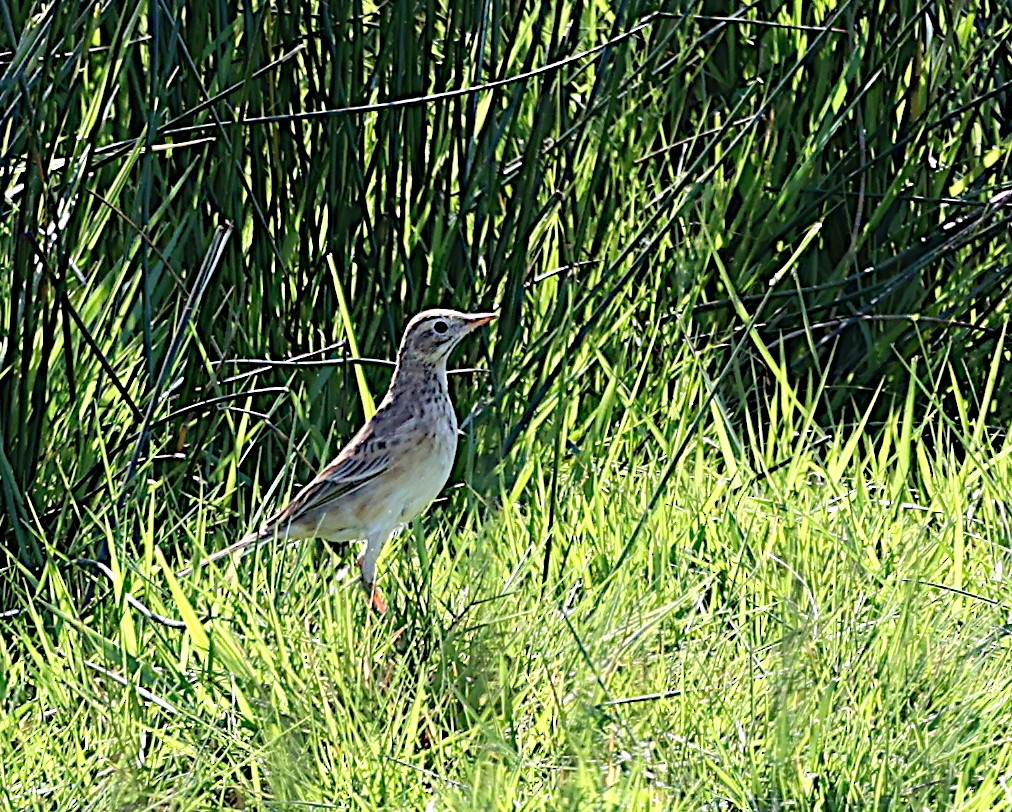 Richard's Pipit - ML617579838