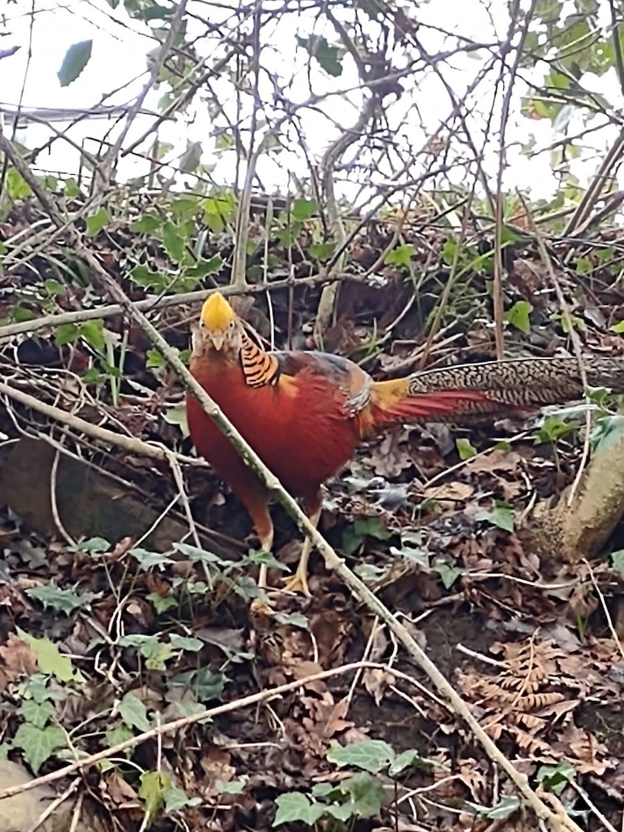 Golden Pheasant - ML617579840