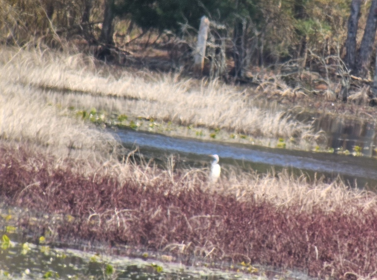 Great Egret - Rick Koval