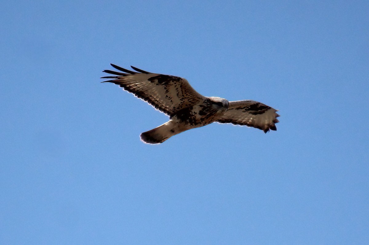 Red-tailed Hawk - ML617579880