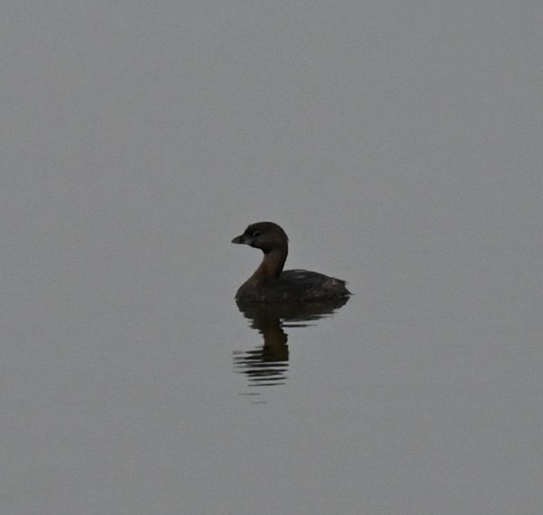 Pied-billed Grebe - ML617579889