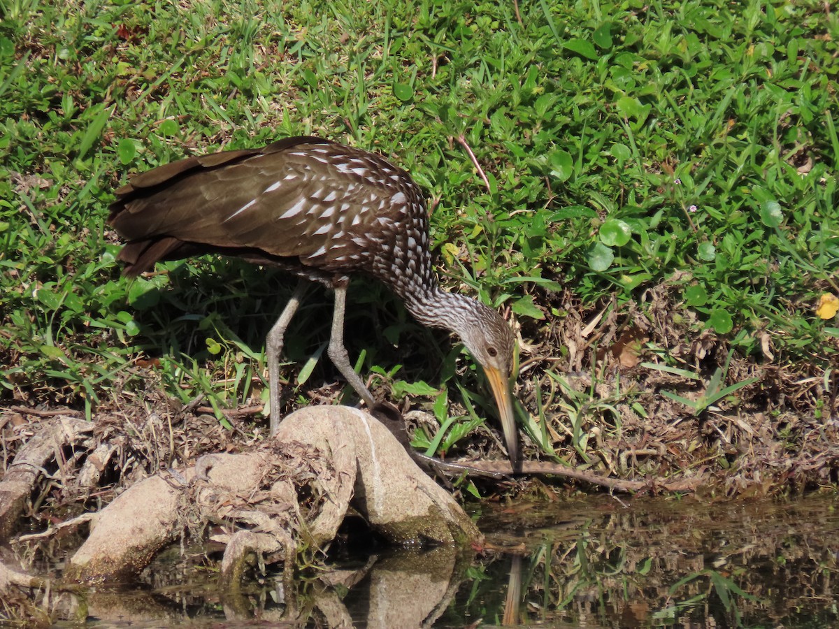 Limpkin - Jeanne Kaufman